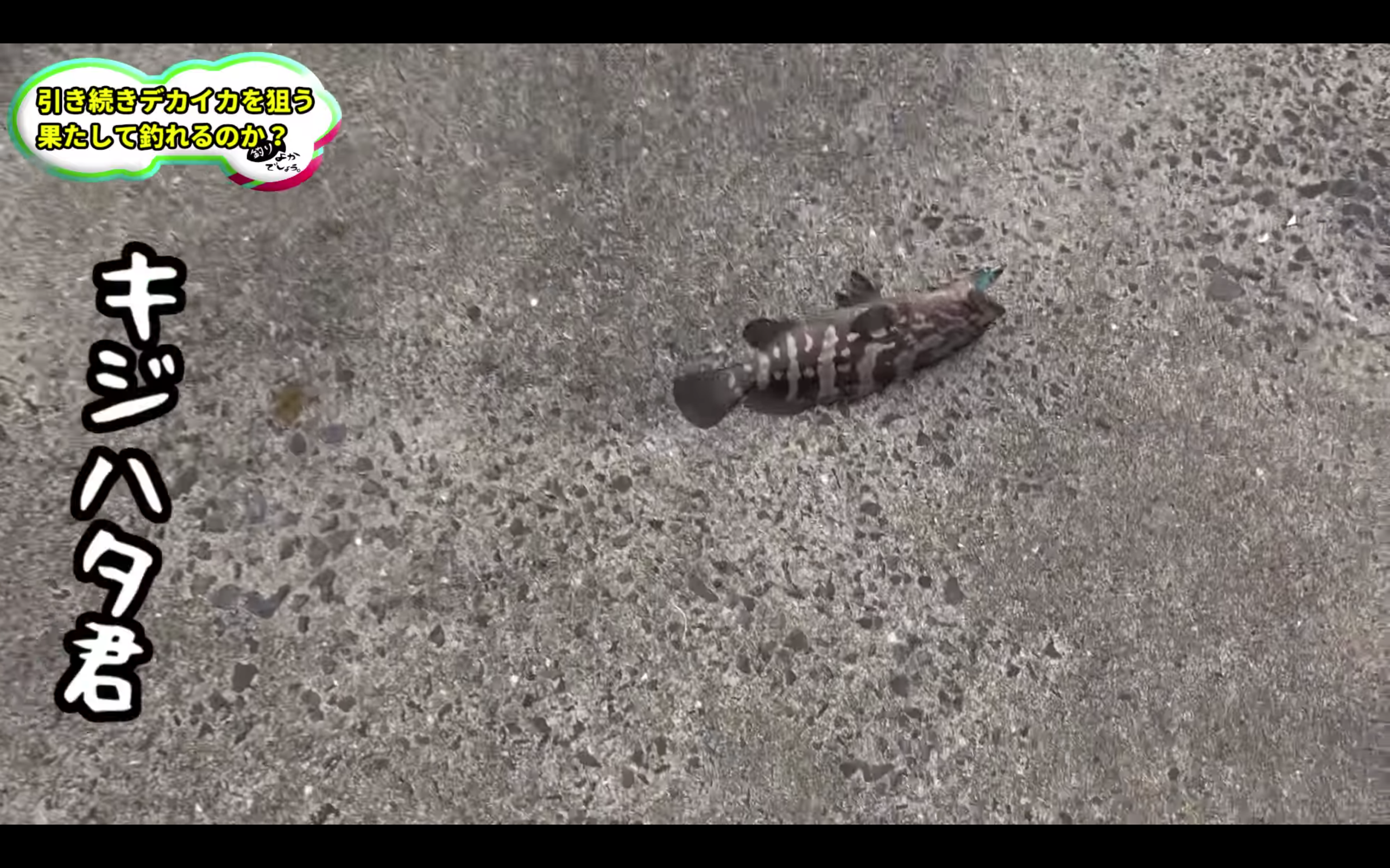 釣りよかでしょう はたが釣ったのは キジハタ ではなく クエ だと コメント欄に多くの修正がww Logtube 国内最大級のyoutuber ユーチューバー ニュースメディア