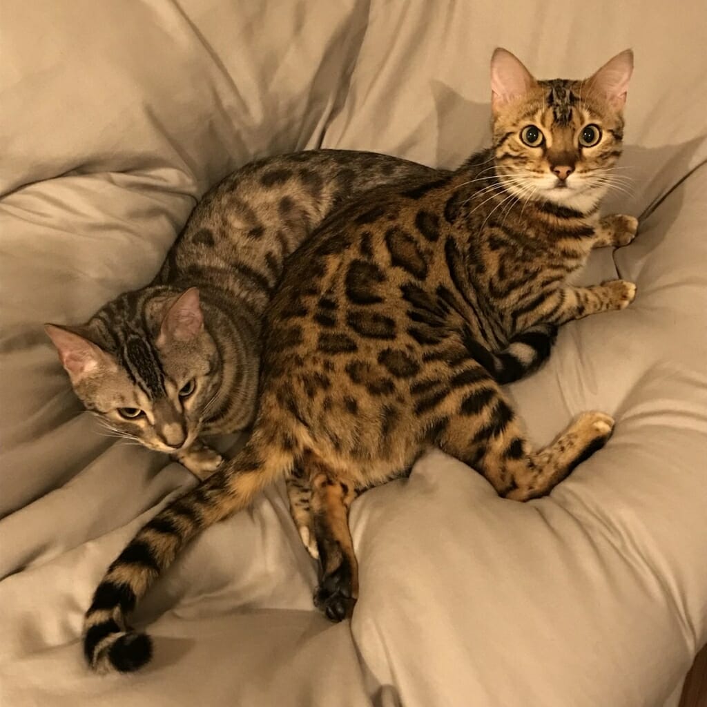 トミック家の猫たちが可愛いと話題に!名前/種類/気になるお値段