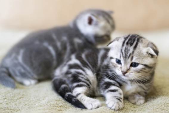 ヒカキン 新しい家族の猫 まるお もふこ が可愛いと話題に 種類 値段 炎上 軟骨異常 繁殖禁止 名前の由来 父 母親 兄弟 お風呂 どこのブリーダーから購入したの Logtube 国内最大級のyoutuber ユーチューバー ニュースメディア