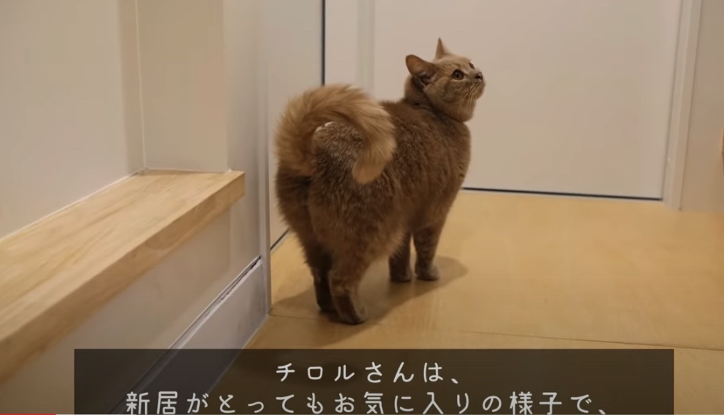 出典：tomoと猫のチロルさん